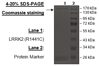 LRRK2 (R1441C), GST-Tag