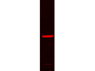 Anti-GRP78, clone 1H11-1H7