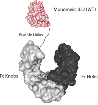 IL-2 (human) (monomeric):Fc-KIH (human) (rec.)