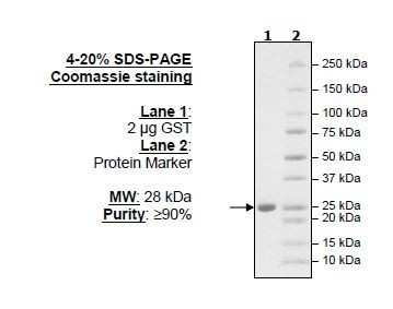 Glutathione S-Transferase (GST) Fusion Protein