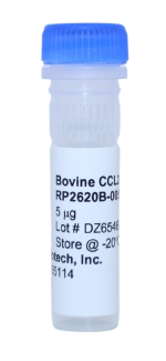 Recombinant Protein, ccl21 bovine (bccCCL21)