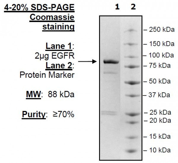 EGFR, active human recombinant protein