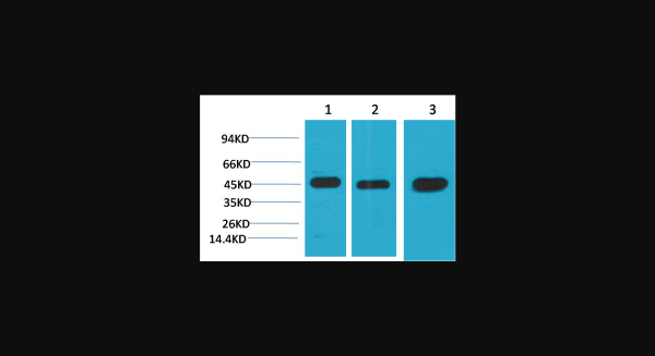 Anti-MEK2, monoclonal