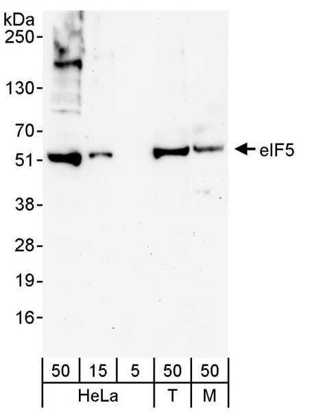 Anti-eIF5