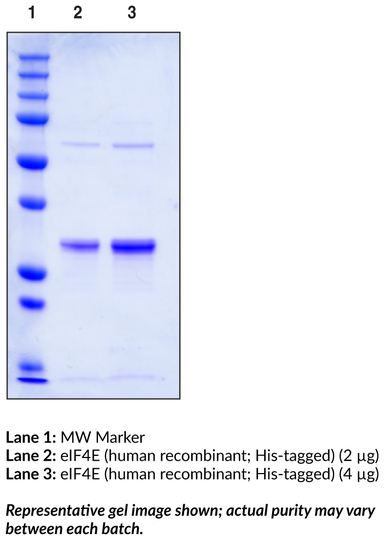 eIF4E (human recombinant, His-tagged)