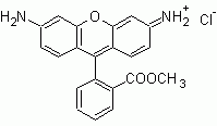 Rhodamine 123