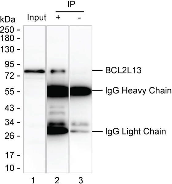 Anti-BCL2L13
