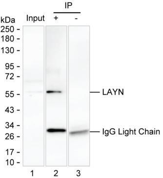 Anti-LAYN
