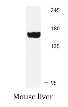 Anti-NUP155