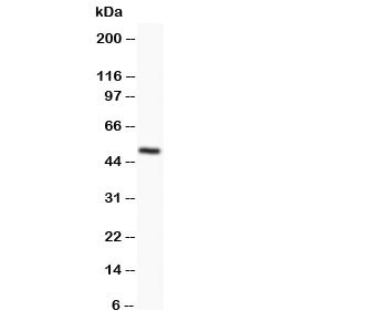 Anti-Orai1