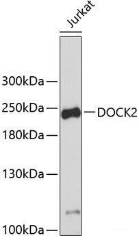 Anti-DOCK2