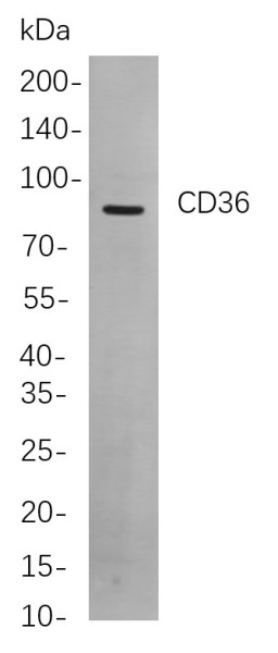 Anti-Recombinant CD36, clone 9A8
