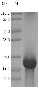 Antifungal protein (afp), Aspergillus giganteus, recombinant