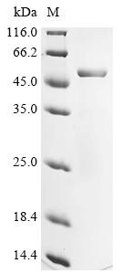 Angiopoietin-related protein 4 (Angptl4), mouse, recombinant