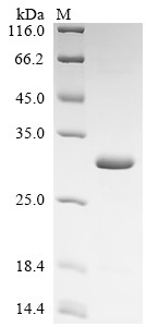 Tetranectin (CLEC3B), human, recombinant
