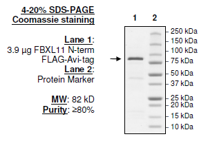 FBXL11 (KDM2A, JHDM1A), FLAG-Avi-tags
