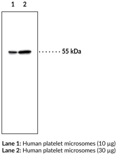 Anti-Thromboxane Synthase