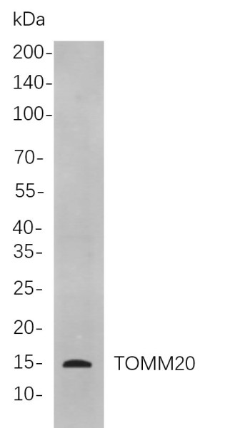 Anti-Recombinant TOMM20, clone 6C7