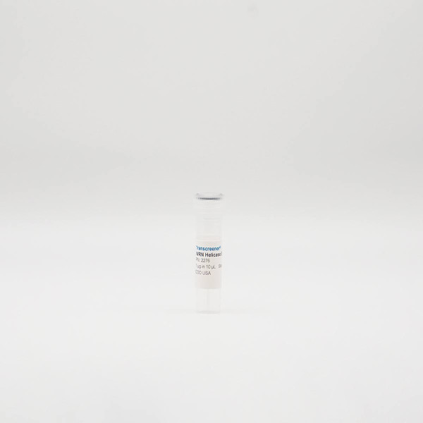 Recombinant WRN Helicase, Active, Human