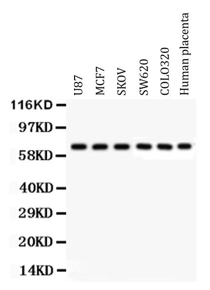 Anti-Kininogen 1