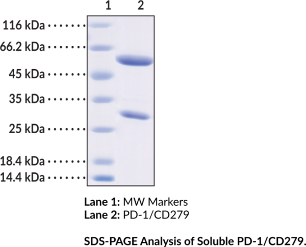 Anti-PD-1/CD279 Recombinant (Clone Pembrolizumab)