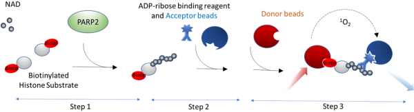 PARP2 Homogenous Assay Kit