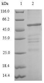 Chloride intracellular channel protein 4 (CLIC4), human, recombinant