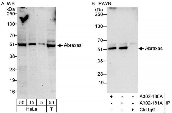 Anti-Abraxas