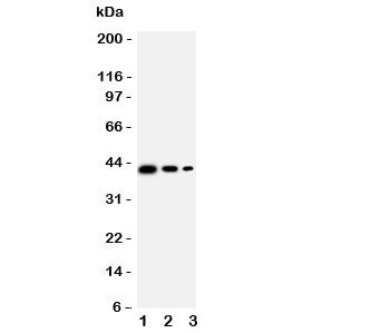 Anti-CD68
