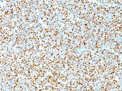 Anti-Cyclin D1(DCS-6), CF568 conjugate, 0.1mg/mL