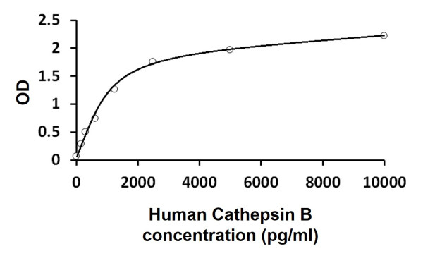 Human Cathepsin B ELISA Kit