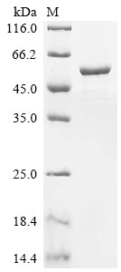 Glial fibrillary acidic protein (GFAP), Pongo abelii, recombinant