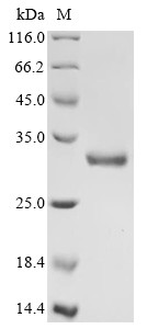 OX-2 membrane glycoprotein (Cd200), partial, mouse, recombinant