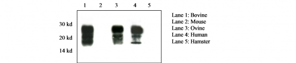 Anti-Prion Protein - 12F10