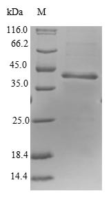Alba-like protein C9orf23 (C9orf23), human, recombinant