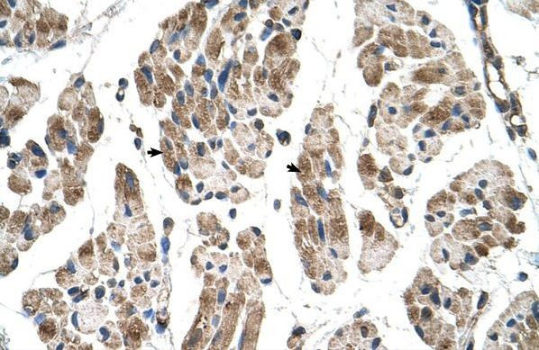 Anti-ITGB1BP2 / Melusin