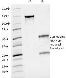 Anti-CD3, clone B-B12