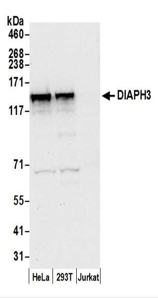 Anti-DIAPH3