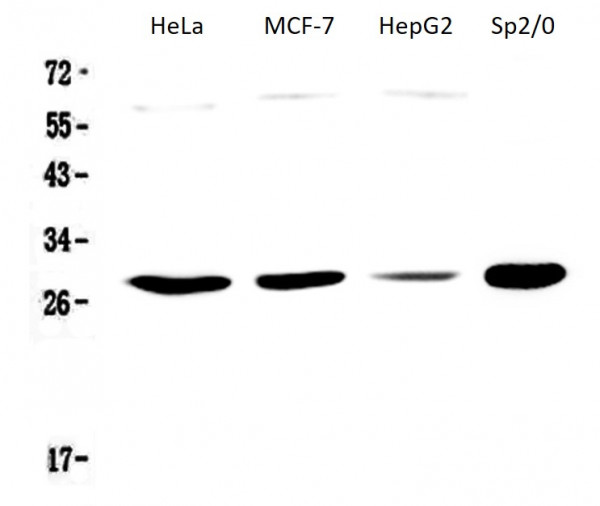 Anti-APOBEC3A / PHO1