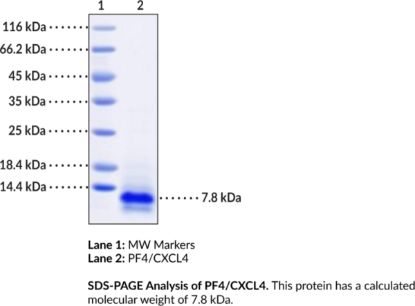 PF4/CXCL4 (human, recombinant)