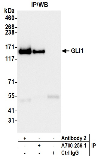 Anti-GLI1 Recombinant Monoclonal