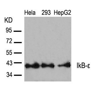 Anti-NFKBIE (Ab-22)