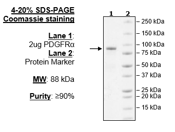 PDGFRalpha (D842Y), GST-Tag