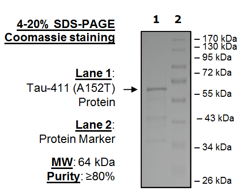 Tau-441 (A152T) Protein