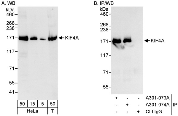 Anti-KIF4A