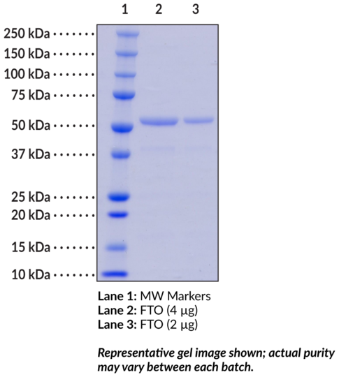 FTO (human, recombinant)