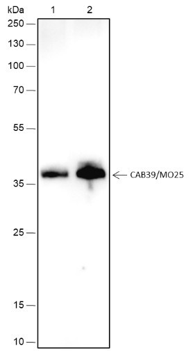 Anti-Recombinant CAB39/MO25, clone A451