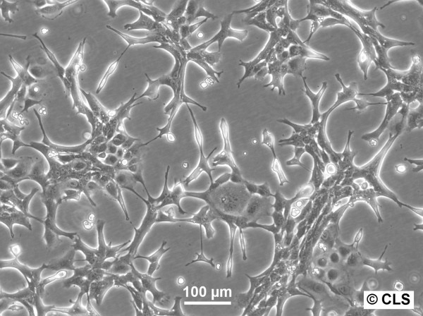 Hep-53.4 Cells