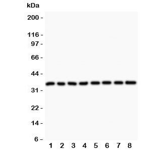 Anti-Cyclin D3