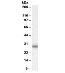 Anti-Myelin Protein Zero